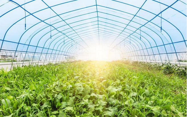 陜西蔬菜大棚廠家銷售|育苗大棚