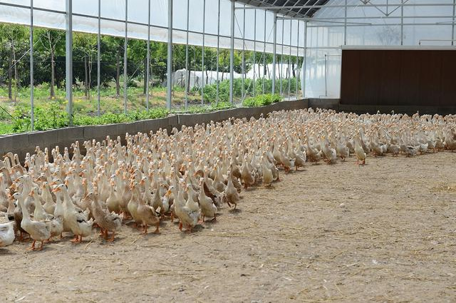 陜西養(yǎng)殖大棚溫室養(yǎng)殖